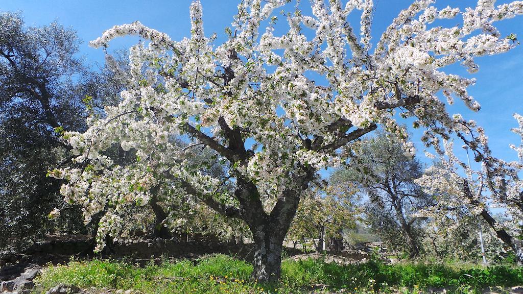 Águeda del Caudillo Apartamentos El Capricho מראה חיצוני תמונה